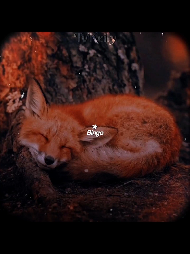Foxes are so cute 🥺  .. #tvkeily #f #fy #fyp #fypシ #fypシ゚viral #edit #omgpage #fox #foxedit #omgpageedit #editing #capcut #cute #animaledit #animal 