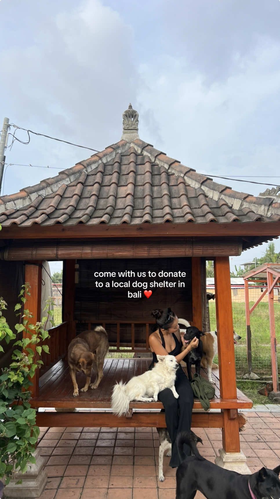 best suprise ever ❤️ yesterday we spent time with these pups and donated some supplies/toys to @charitydogclubbali bali has so many stray dogs and if you can, let's help out these little fur babies! they're also up for adoption) my heart is so so full! #fyp #dogsoftiktok #dogrescue #adoptdontshop 