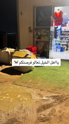 #جنادرية_البوليفارد#حذاوي_خيل_مصنع_فروسية_السعودية_خيول_اصطبل_فارس_فارسة_الفروسية_مصنع_ميدان_السرعة #
