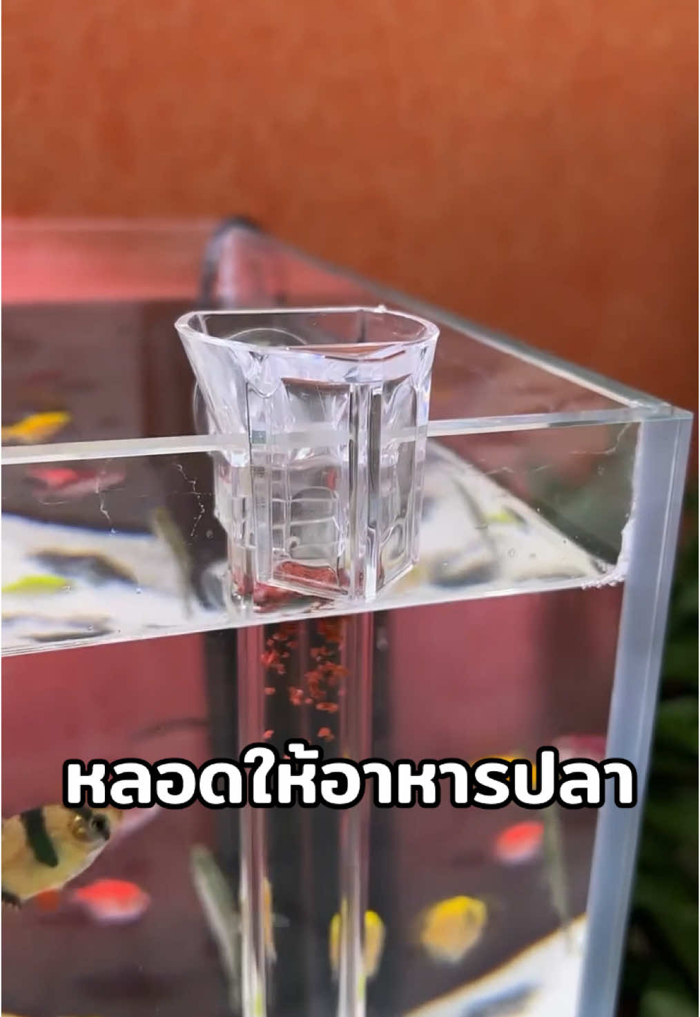 หลอดให้อาหารปลา #อ๊อกซิเจนตู้ปลา #หลอดให้อาหารปลา #ไฟLEDตู้ปลา #ให้อาหารปลา #อ๊อกซิเจนตู้ปลา #ตู้ปลา #ปลาสวยงาม 