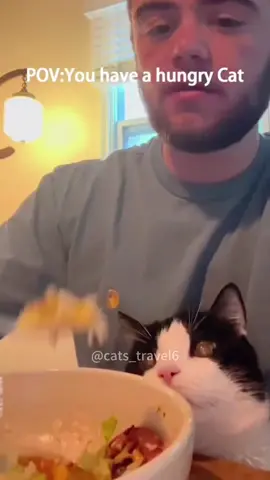 Cats destroy food🤣🤣#cat #funny #anime #cute 