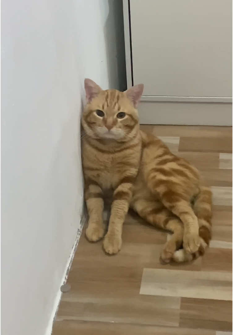 ✨demuretsy✨#orangecat #cutecatontiktok #fyp 