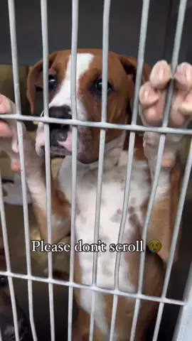 Please please don’t scroll. 🙏🏻 I need help. The dogs need help.  When I go to the shelter, I video countless dogs however I rarely get the opportunity to post all of the footage I’ve taken. There are just too many animals in need and I am one page, one person.  I’ve come to terms that it’s impossible to highlight each dog individually, so I’ve decided to start making collaborative reels + stories w/ multiple dogs so everyone at the shelter has a fair chance to be seen.  All of the beautiful dogs in this video are available for rescue or adoption. Many are out of time and need immediate help. 💔 If you would like more info on animal posted, please ask in comments.  In order of appearance:  BUCKY #A811274 (on euth list) CHICO #A811818 (owner surrender) LUNA #A810290 (owner surrender with biggie #A810295. Both on euth list) SALLY #A811537 MAYBELLE #A811487 (rescue only/on euth list) WILEY #A811763 (on euth list) JAYSON DERULO #A811143  NICO #A811532 MAYRA #A811390 (rescue only/on euth list)    Please help me help them. ❤️ Please call Devore shelter as well as email the rescue coordinator if you can help any of these dogs.  SBAC.Rescue@dph.sbcounty.gov Devore Shelter  19777 Shelter Way  Devore, CA 92407  909-386-9820