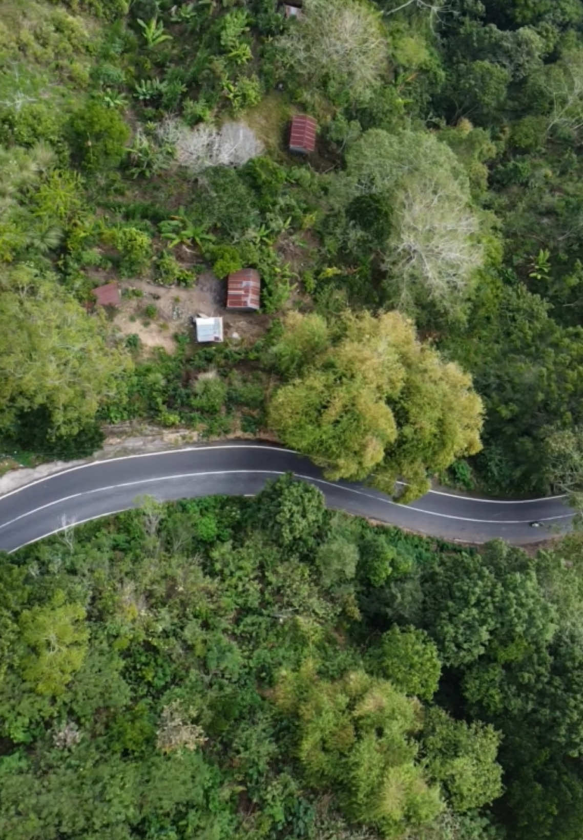 Jalur tengkoraknya kintamani 