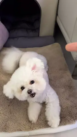 A dog that talks back when you don't give it a treat even though you did what you were told to do #fyp #dog #dogsoftiktok #cutedog #funnydog #puppy