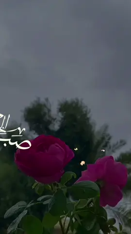 #صباحكم_أحلى_صباح🌹🌹  