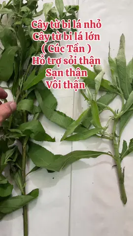 Cây từ bi lá nhỏ ( cúc tần ) Cây từ bi lá lớn