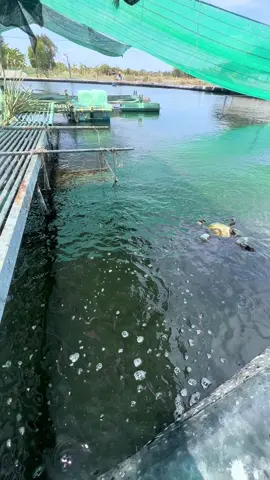 Cá Lóc Bông Nuôi Trên Hồ Bạt HDPE nha bà con #hdpe 