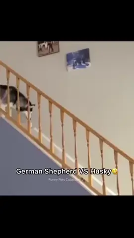 Source YT: Funny pets collective #dogsoftictoc 