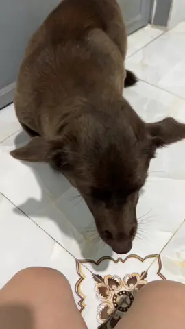 Nhỏ con, nhưng ỷ lớn tuổi ăn hiếp con em. La mắng thì nịnh. Quá trời cái nết #nauthui#fbthanhvit