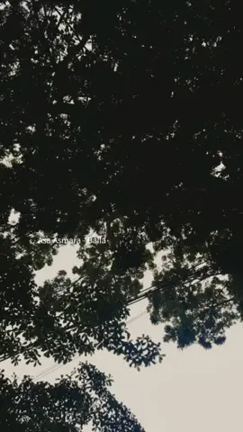 Dengerin lagu ini dibawah pohon sambil nikmati gerimis kecil yang buat suasana semakin uwawww lagi suka-sukanya lagu Asa Asmara-baila #asaasmarabaila #baila #fypシ #liriklagu #hujan 