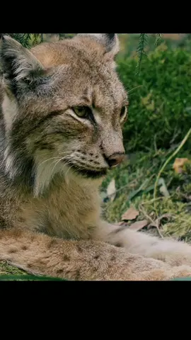 .Lynx yawns. _wildlife#wildlife #viral #fyp 