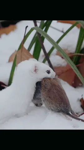 Weasel with prey. _wildlife #fyp #viral #wildlife #trendingvideo 