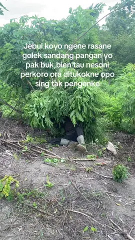 #peternakmuda #tukangngaret #masukberanda #katakatamotivasi #masukberanda #fypシ゚viral 