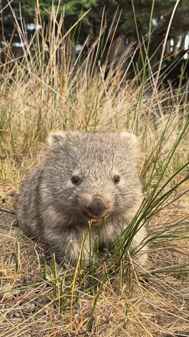 Beautiful little wombats #funnyanimals #animalsoftiktok #australia #wombat #animallover #wildlife 