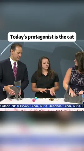 Today’s protagonist is the cat😼😹#cat #catsoftiktok #fyp #funny #usa🇺🇸 