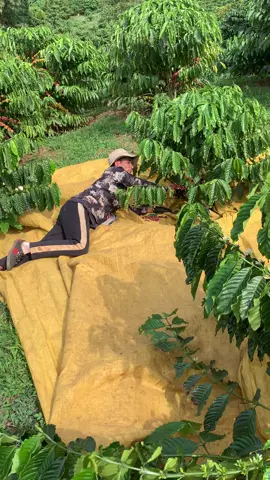 coi bộ hái cà phê cũng nhàn nhỉ 😂😂#caphe #xunhuong 