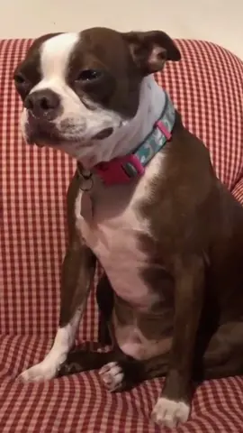 Dogs get sad too😭😭😭