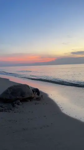 sunsets are my favorite 🎀✨ #beach #fyp #sunset #beachsunset #Summer #beachyaesthetic #turtle #seaturtle #seaside #aesthetic #summervibe 