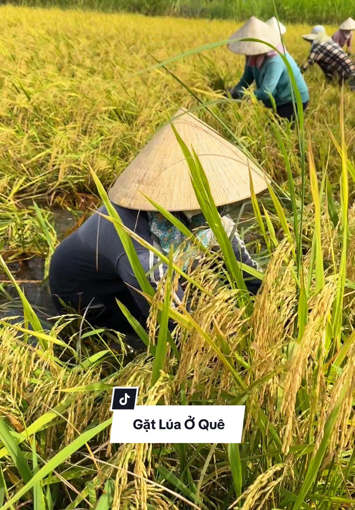 Mùa Lúa chín ở quê Út mời mọi người cùng xem các cô chú nông dân gặt Lúa, Vớt Lúa với Út nghen #utmientay #miềntây #LearnOnTikTok #gặtlúa #vớtlúa #lúa🌾 