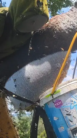 musim panen yang melimpah #maduhutan #rawhoney #bees