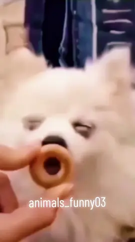 #funny #funnyvideos #animalsfunny #animaisengraçados #engracadostiktok #videosengracados 