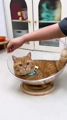 Cat Space capsule #funnycat 