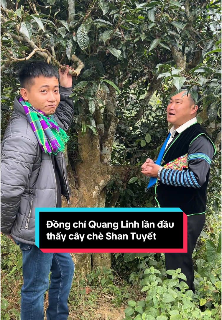 Theo như đồng chí Quang Linh chia sẻ, đây là lần đầu tiên trên cuộc đời lại nhìn thấy một cây chè to như vậy #atuaphinhho #anhcanboxa #cuocsongvungcao #yenbai #shantuyet #quanglinhvlog #teamchauphi 