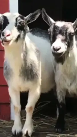 Helleh #goat🐐 #kambingmarah #funygoat #dublingindo #kocakngakak 