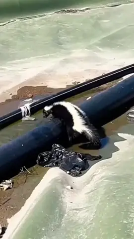 This Skunk Rescued By AKind Woman And Raised In Her Home #animalslove #rescueanimals #fyp #animalsoftiktok #skunk #skunksoftiktok 
