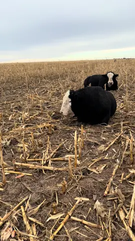 Slowly getting all the bulls roasted #fyp #viral_video #farmlife 