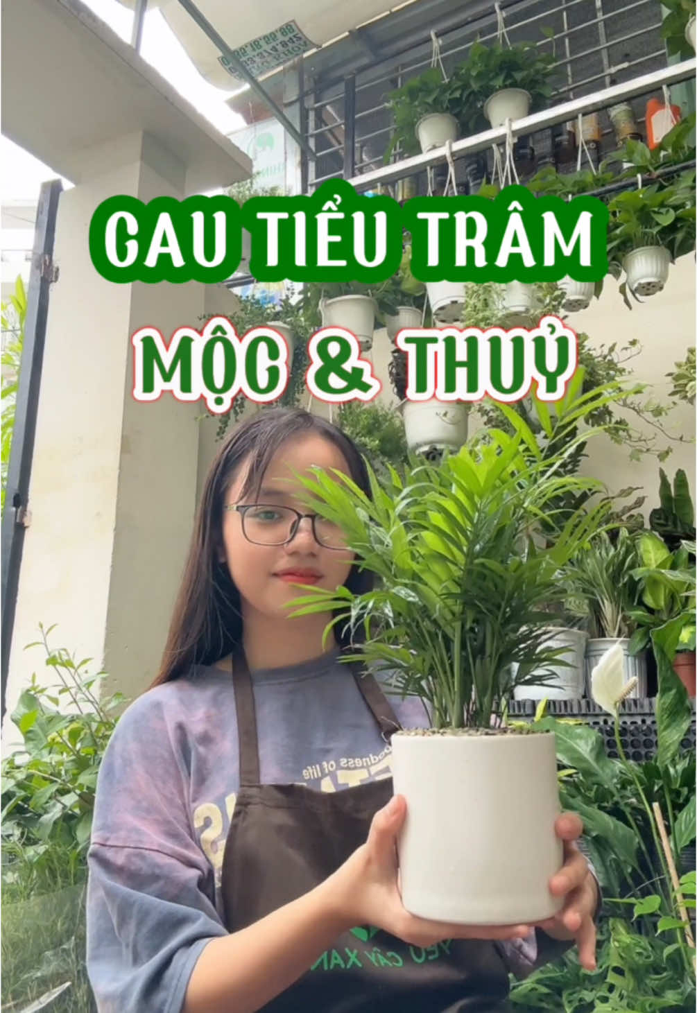 Cau Tiểu Trâm, loại cây hợp với mệnh Mộc và Thuỷ khá dễ chăm #yeucayxanhgarden #cayxanh #caydeban #cayphongthuy #menhmoc #menhthuy 