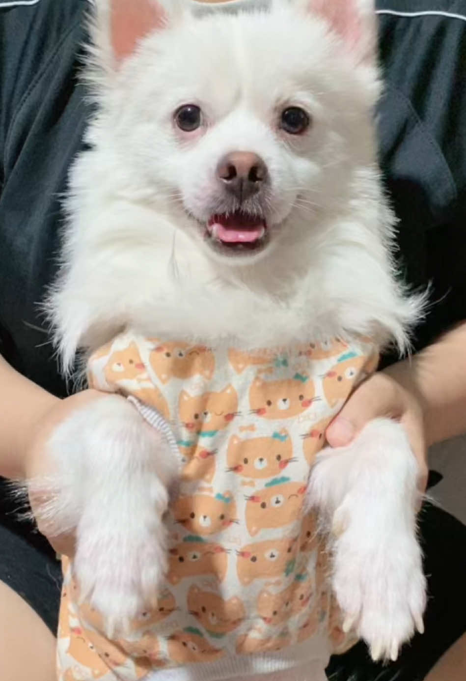 Chờ xíuuu  #tieumodangyeu #cutedog #fyp #thucungvuinhon 