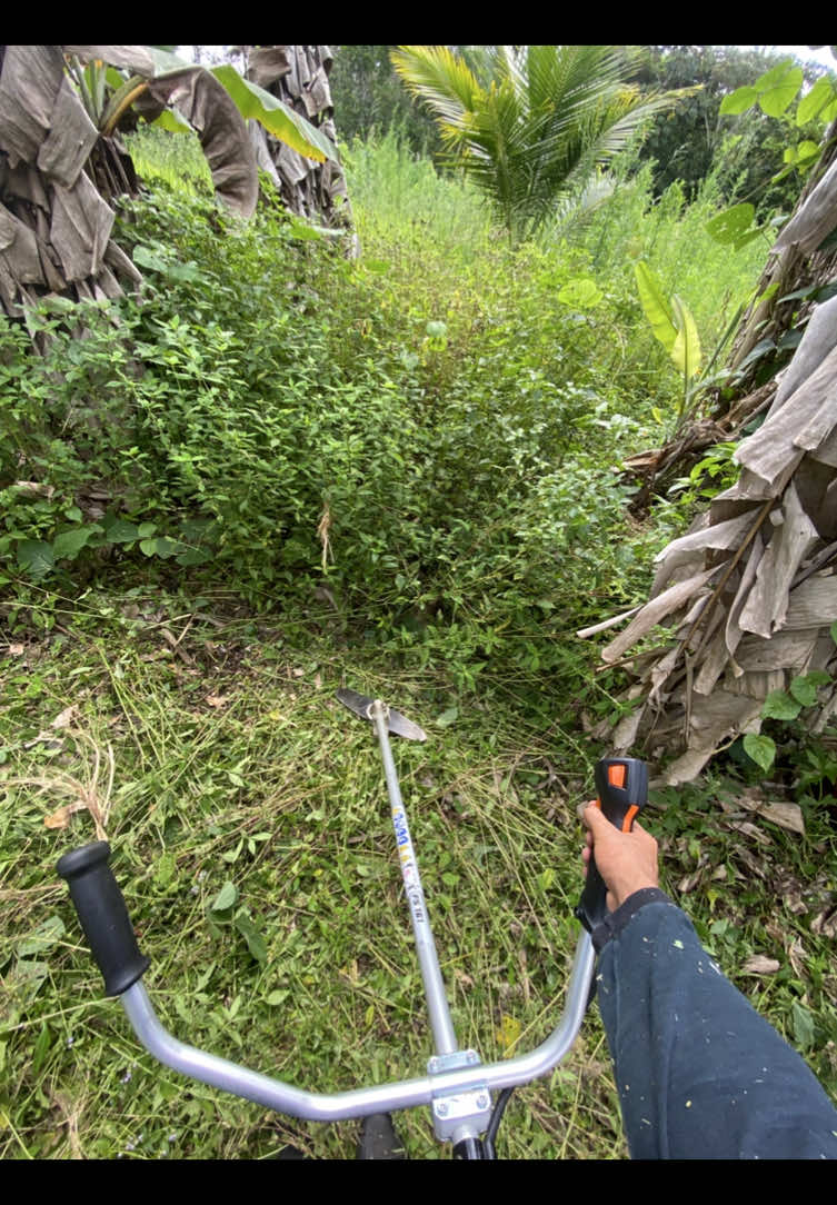Stihl fs 161 #roçadeira #viral @STIHL Brasil 