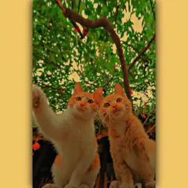 ✨🌸 #foryou #foryoupage #trend #trendingsong #bdtiktokofficial🇧🇩 #newtrend #viral #viraltiktok #viralvideo @TikTok @TikTok Bangladesh 