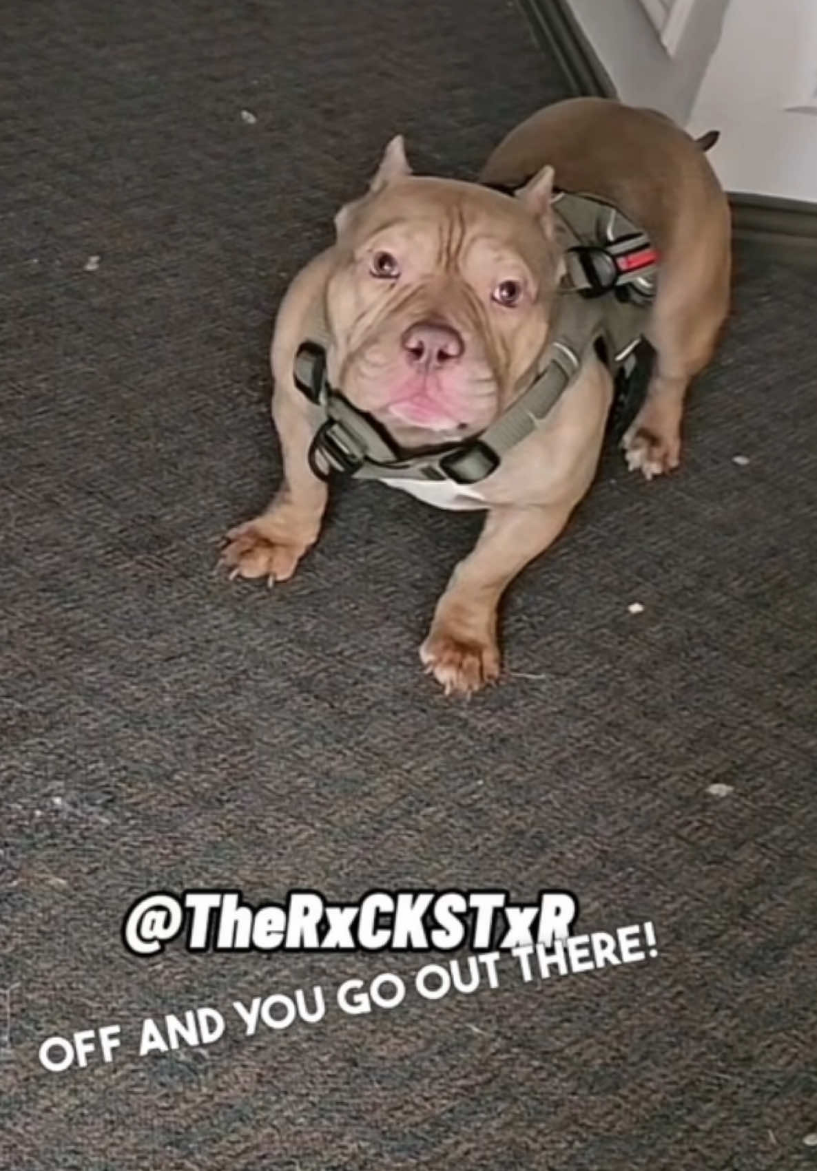 When You Wanna Go Outside But Its too Cold! 😂 RxCKSTxR Comedy Voiceover #pet #pets #fy #foryoupage #voiceover #talkingdog #funnyanimals #PetsOfTikTok #dogsoftiktok #memestiktok #rxckstxr #therxckstxr 