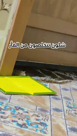 هاي طريقتي اذا سمعت الها حس بالبيت  #فار #الفأر #dancewithpubgmobile #اكسبلورexplore #keşfet #الشعب_الصيني_ماله_حل😂😂 