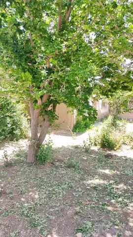 Esta son las Mañanitas 🎉🎉🥳 Querido Alexander Feliz Cumpleaños te deseamos  junto a tu mami Querida: @Maria❤️❤️ #happybirthday #feliz #cumple #lomasvisto #lomasviral #serenata #cumpleaños #cumpleañosfeliz #CapCut 