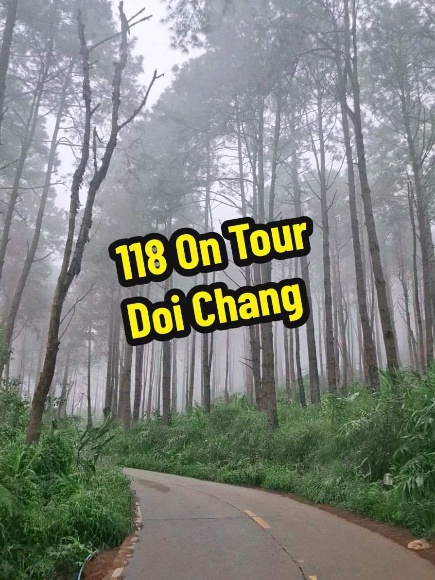 118 On Tour ป่าสนดอยช้าง #ช่างภาพ #โมโตโฟโต้118 #โมโตโฟโต้ #118ontour #ดอยช้าง #ดอยช้างเชียงราย #เชียงราย 