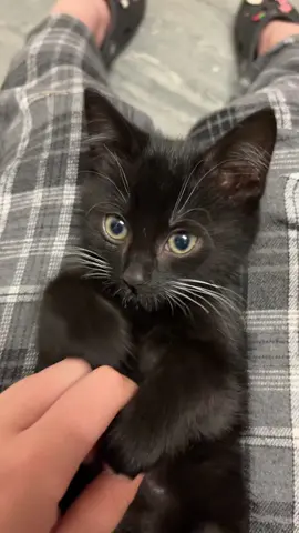 baby oreo #kitten #fyp #meow #blackcat 