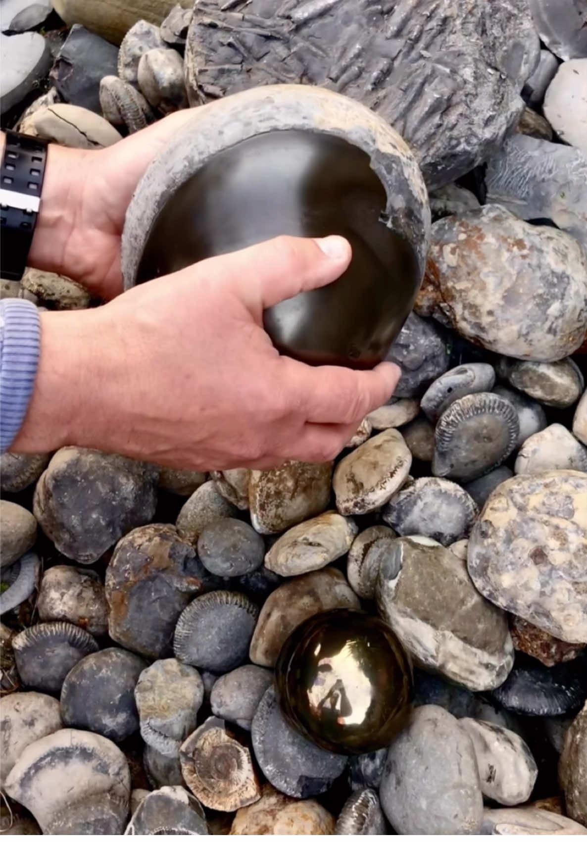 Here’s one of our Golden Nodules 😍🤯 The large nodule has an outer coating of Iron Pyrite 💎🔬 The ammonite inside is an Eleganticeras, around 185 Million Years Old, older than the majority of the land dinosaurs! 🦖🌲 #cannon #ball #fossil #fossils #cannonball #animals #art #ammonite #ammonites #dinosaur #scientist  #minerals #paleontology #whitby #geologist #dorset #geology #charmouth #jurassic #yorkshire #fyp 