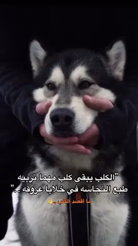 #الكلب_يبقى_كلب_مهما_تربيه #explore #يوله #اكسبلورexplore #اقتباسات #ترند #هشتاق #trend #مالي_خلق_احط_هاشتاقات #fyp #fypシ゚ #ستوريات #اغاني #قصف_جبهات😎🚬 
