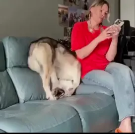 #dog🐕🐶 
