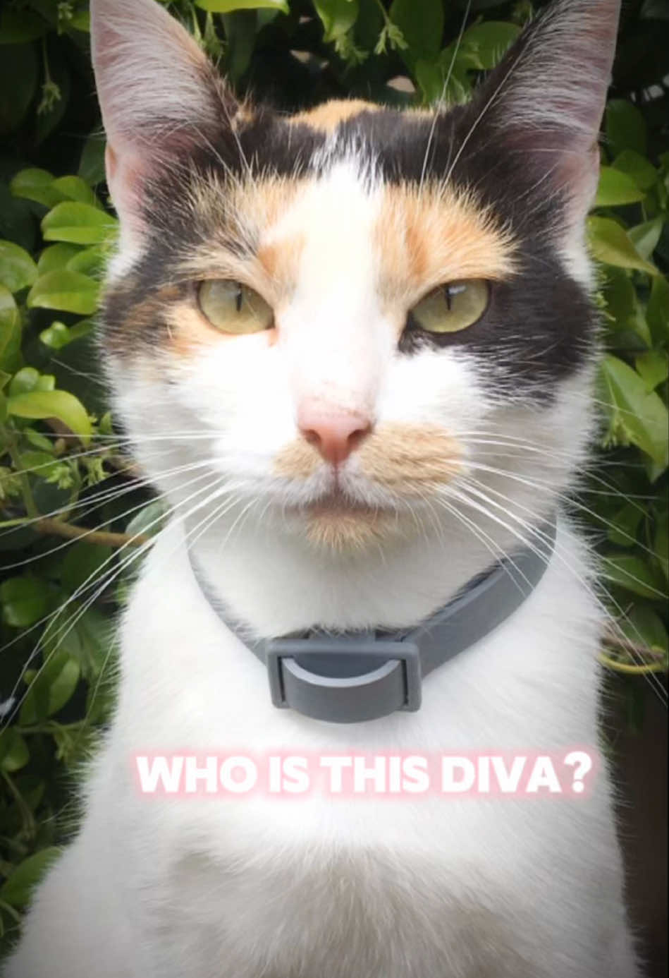 Meet the diva💃 #CapCut #template #edit #viral #pets #cat #diva #divatrend 