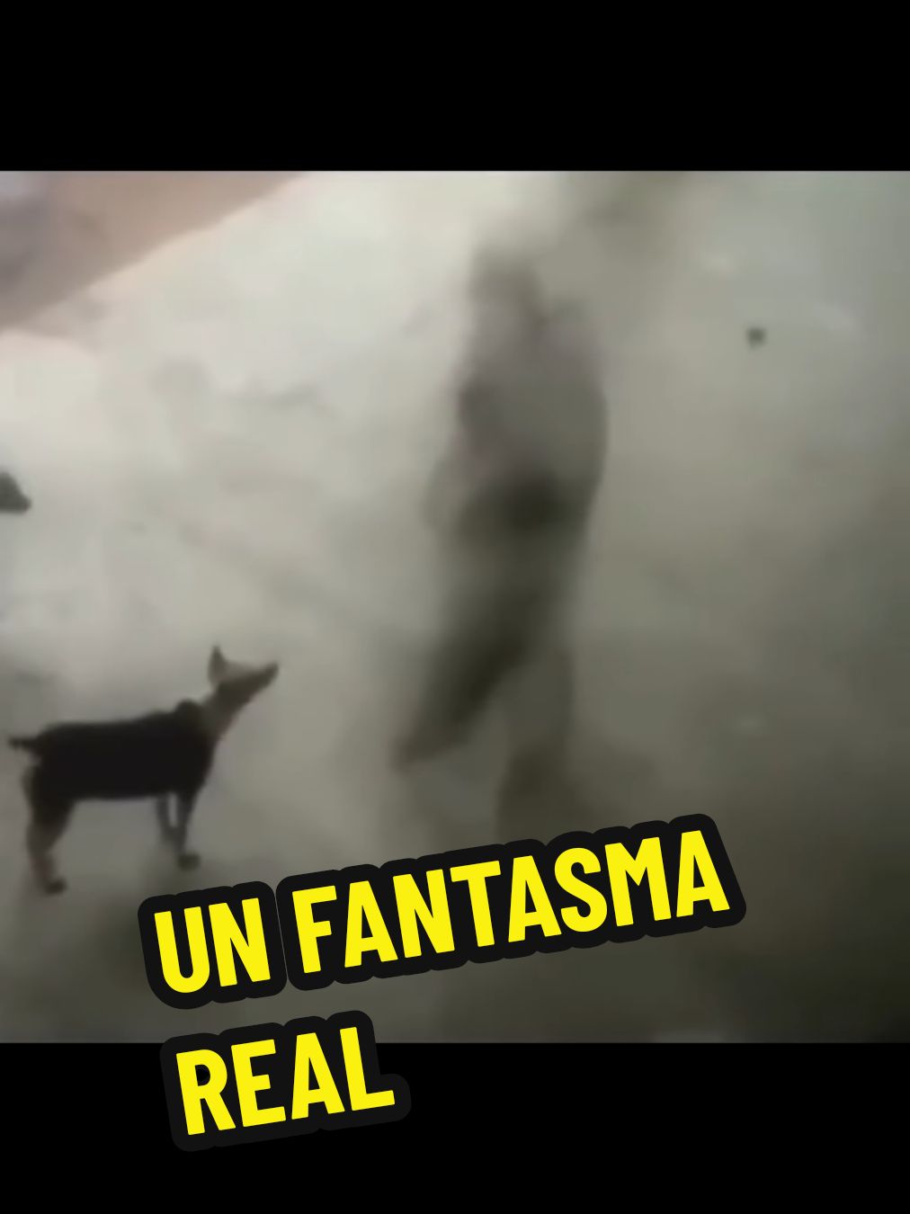 Una cámara de seguridad al parecer grabó como unos perros se pueden ver a un fantasma real e incluso interactúan con él.  Será esto algo Paranormal? #paranormal #terror #ghost #viral_video #terrorifico #espiritu #fantasmas #video #Terror #Ghost #eljuliolopez #horror #sombra #fantasma 