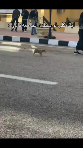 #deltauniveristy #delta #fyp #viral_video #forvou #viral كل يوم لما انزل الكليه 