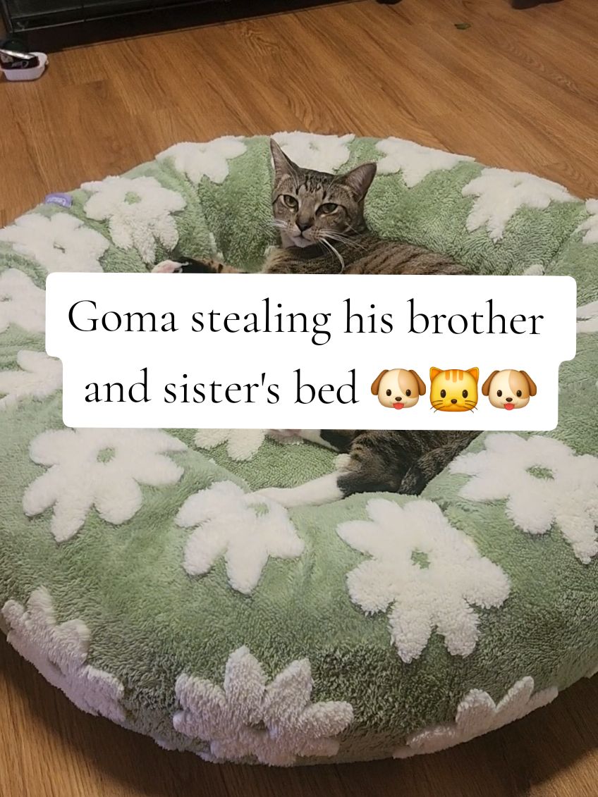 This is size medium FYI. We absolutely love these beds from Lesüre 🫶🌌✨️ #petbeds #donutbed #catsoftiktok #dogsoftiktok #petlover #giftideas #catmoms #dogmoms #tiktokshopblackfriday #dogbeds #cattunnel #tiktokshopcybermonday 