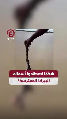 لقطات متداولة لصيادين يغامرون لصيد أسماك البيرانا المفترسة وسط تحذيرات من خطورتها الشديدة! #عينك_على_العالم