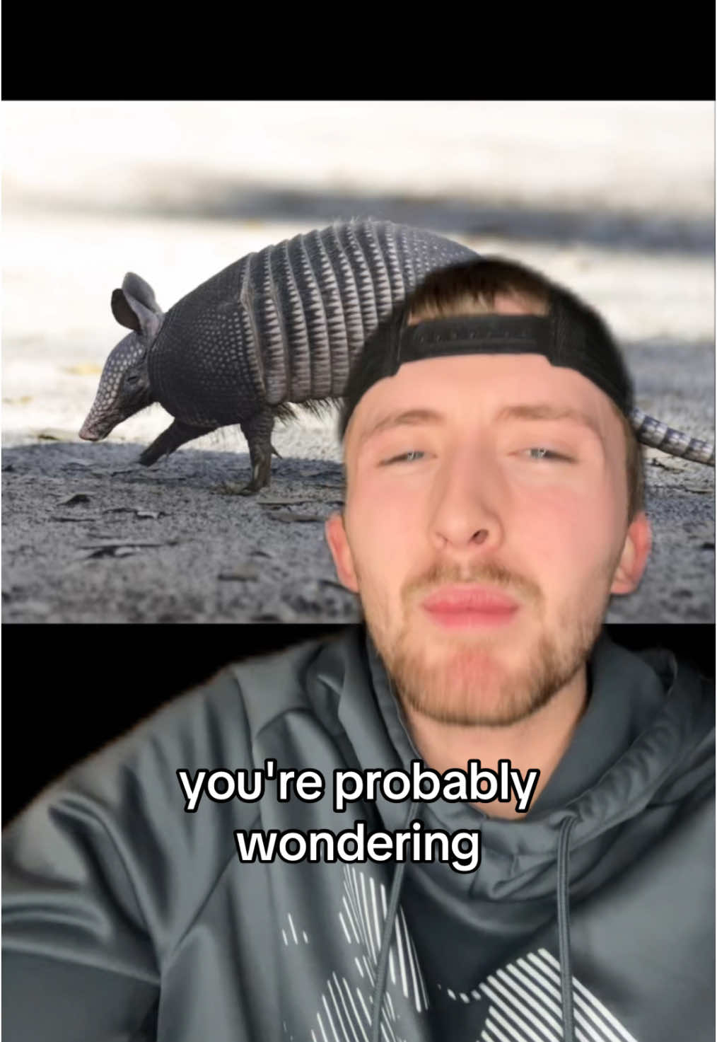 In case you wanted some obscure information about armadillos.. 🙂 ##greenscreen##armadillos##leprosy##animals##facts##interesting##nature##outside##themoreyouknow