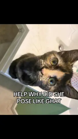 CRYINGG #cat #fyp #HELP #sillycat #kitty #fypシ 